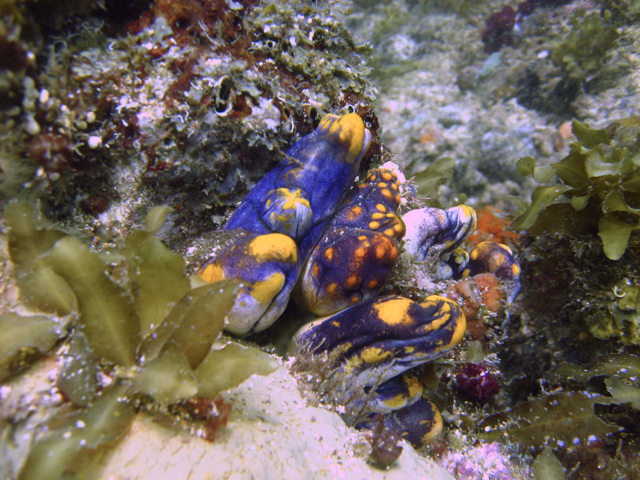 nudibranches dans les eaux coralliennes des Moluques